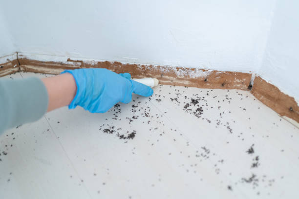 Best Local Pest Control Services  in Canton, MO